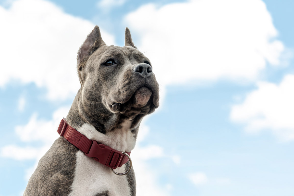 Licencia para perros potencialmente peligrosos (PPP)