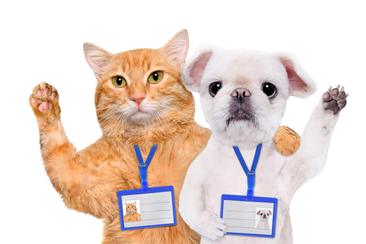 DNI para mascotas: identificación y microchip obligatorio